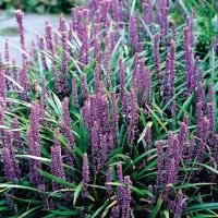 Pine bark mulch image 1